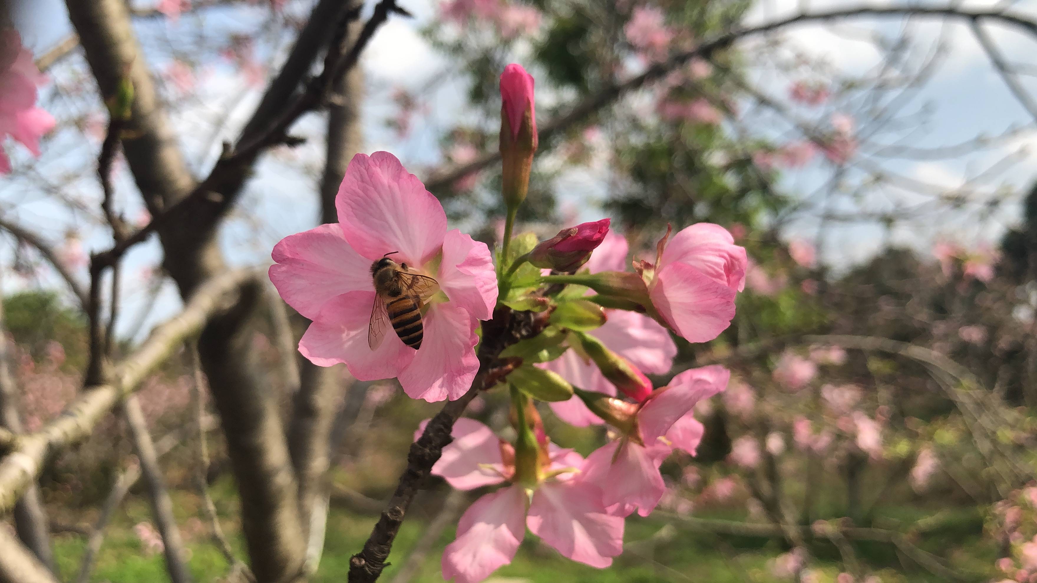 WechatIMG1940 - Cibo al gusto di Sakura, una “truffa” completa