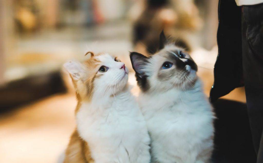 0402hypoallergeniccats 7 - L’editing genetico crea “gatti ipoallergenici” e non ci saranno più agenti allergici spalatori di merda