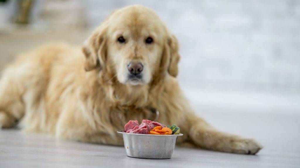 0415Vegandog 4 - Obbligare i cani da compagnia a essere vegetariani è una forma di abuso