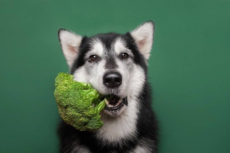 0415Vegandog 5 - Obbligare i cani da compagnia a essere vegetariani è una forma di abuso