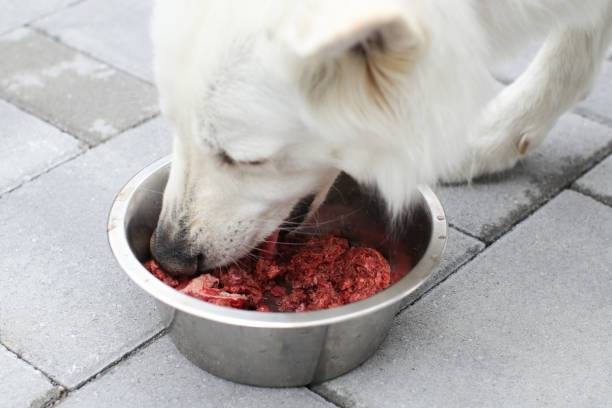0415Vegandog 6 - Obbligare i cani da compagnia a essere vegetariani è una forma di abuso