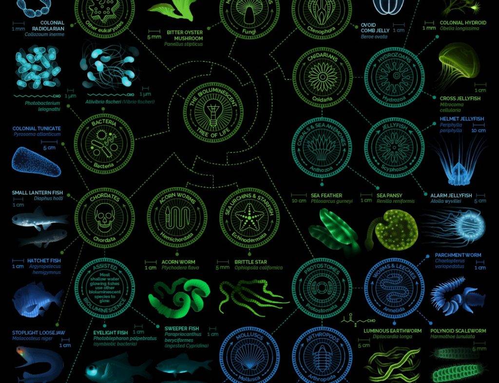 0425biologylighting 4 - L'”Albero Bioluminescente” in “Avatar” si è avverato! I lampioni cibernetici in questa città non sono semplici