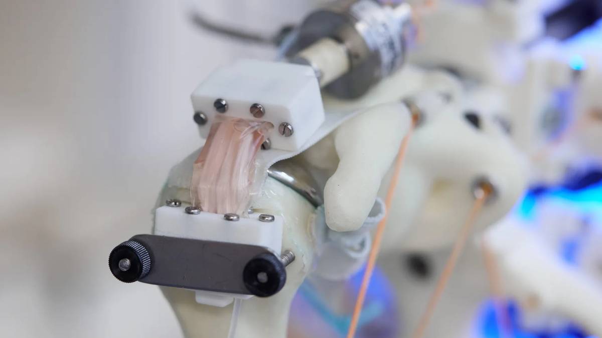 0527humanoidrobotscellsgrown title - Coltura in vitro del tessuto umano, è più conveniente utilizzare lo scheletro del robot