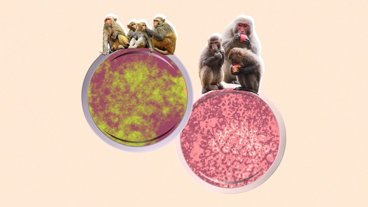 Monkey-Pox-vs-Monkey-B-Virus-What-Are-the-Differences-GettyImages-151047918-151054421-1212814277-1223798101-2000-db6d693c2557410aa97c7cad8361060b.jpeg!720