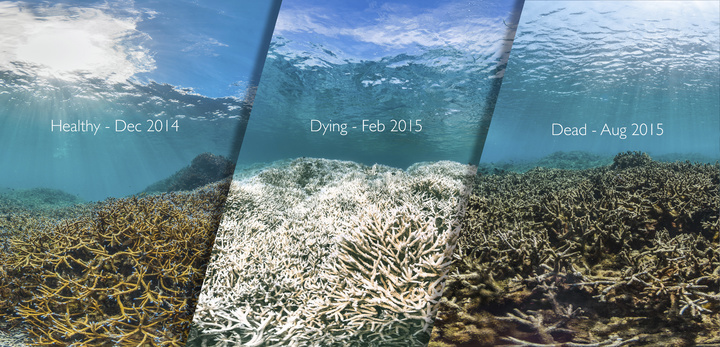 this-image-shows-the-same-reef-in-american-samoa-before-during-and-after-a-coral-bleaching-event.jpeg!720