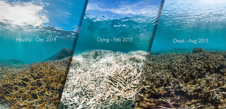 this-image-shows-the-same-reef-in-american-samoa-before-during-and-after-a-coral-bleaching-event.jpeg!720