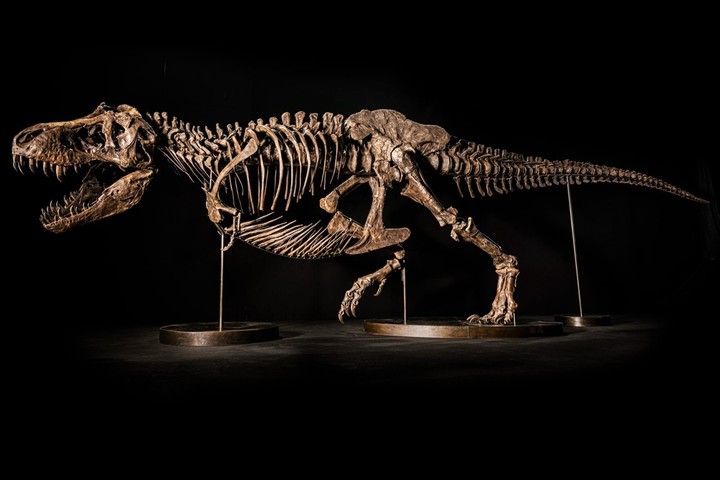 https___hypebeast.com_wp-content_blogs.dir_4_files_2022_10_shen-tyrannosaurus-rex-fossil-christies-auction-1.jpeg!720